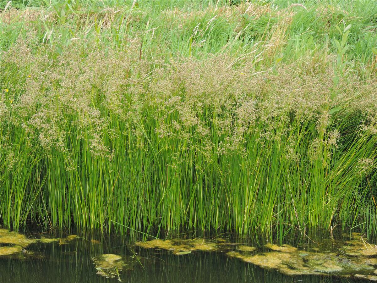 Juncus subnodulosus (door Wim van der Neut)