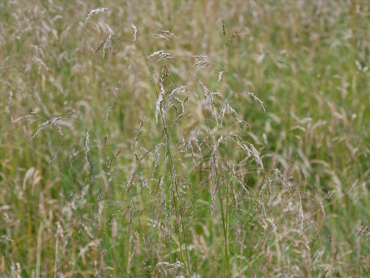 Deschampsia cespitosa (door Wim van der Neut)