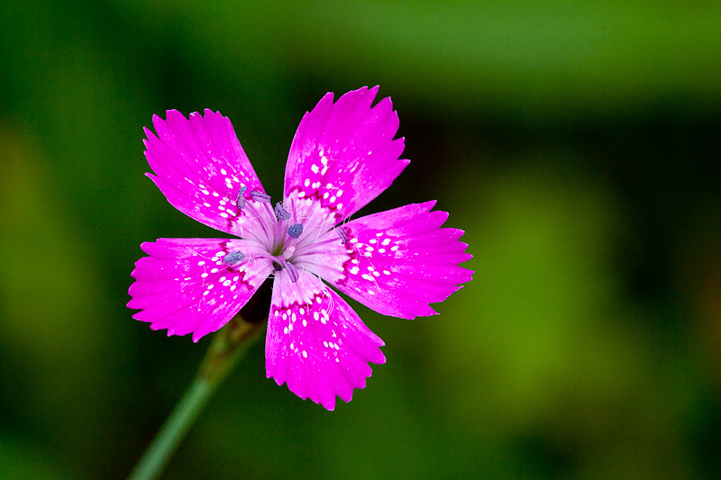 Dianthus deltoides (door John Breugelmans)