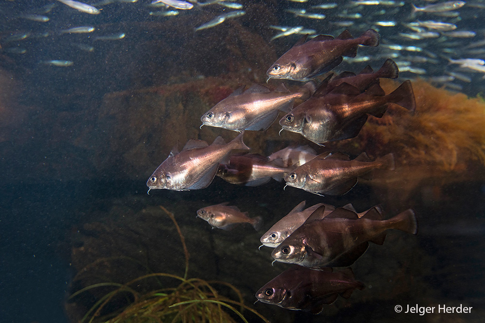 Trisopterus luscus (door Jelger Herder)