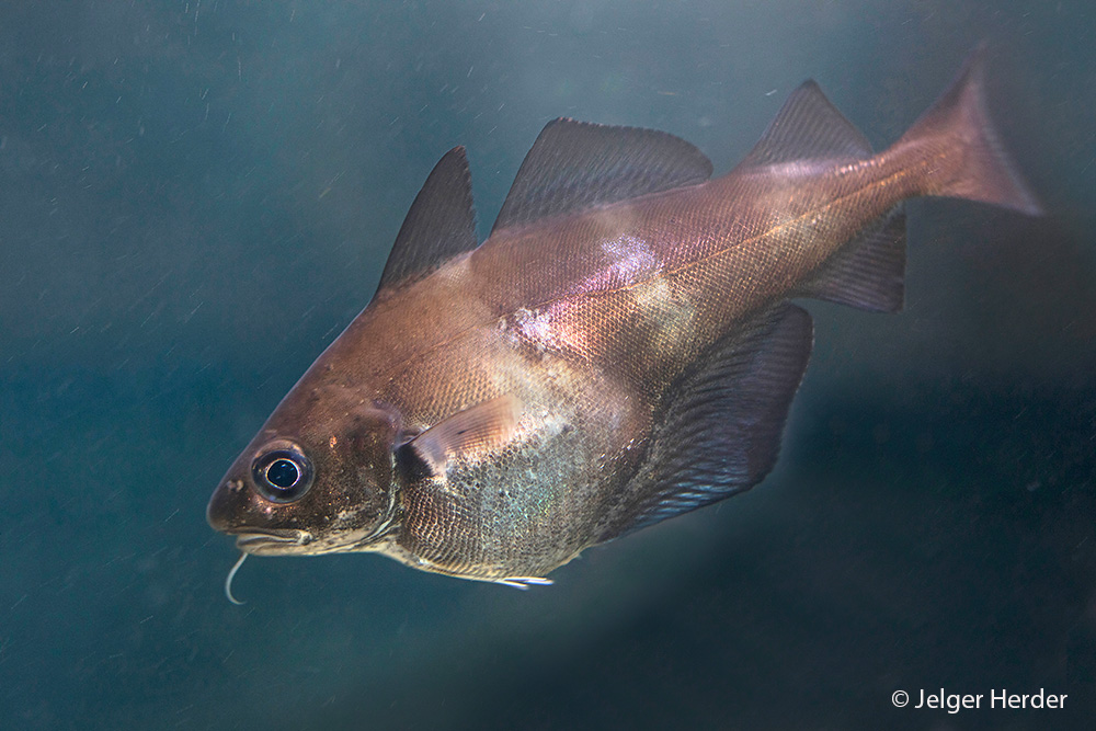 Trisopterus luscus (door Jelger Herder)