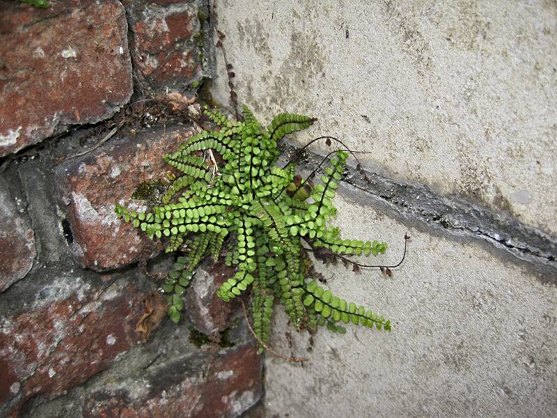 Asplenium trichomanes (door Grada Menting)