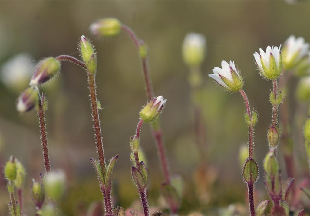 Cerastium pumilum (door Theo Muusse)