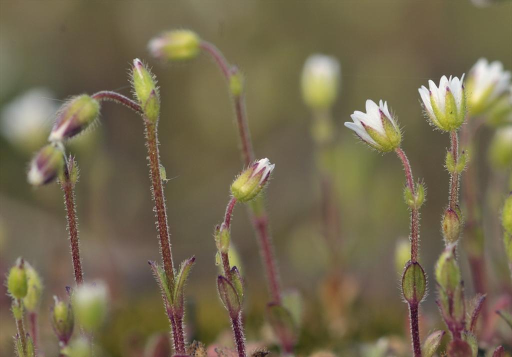 Cerastium pumilum/glutinosum (door Theo Muusse)