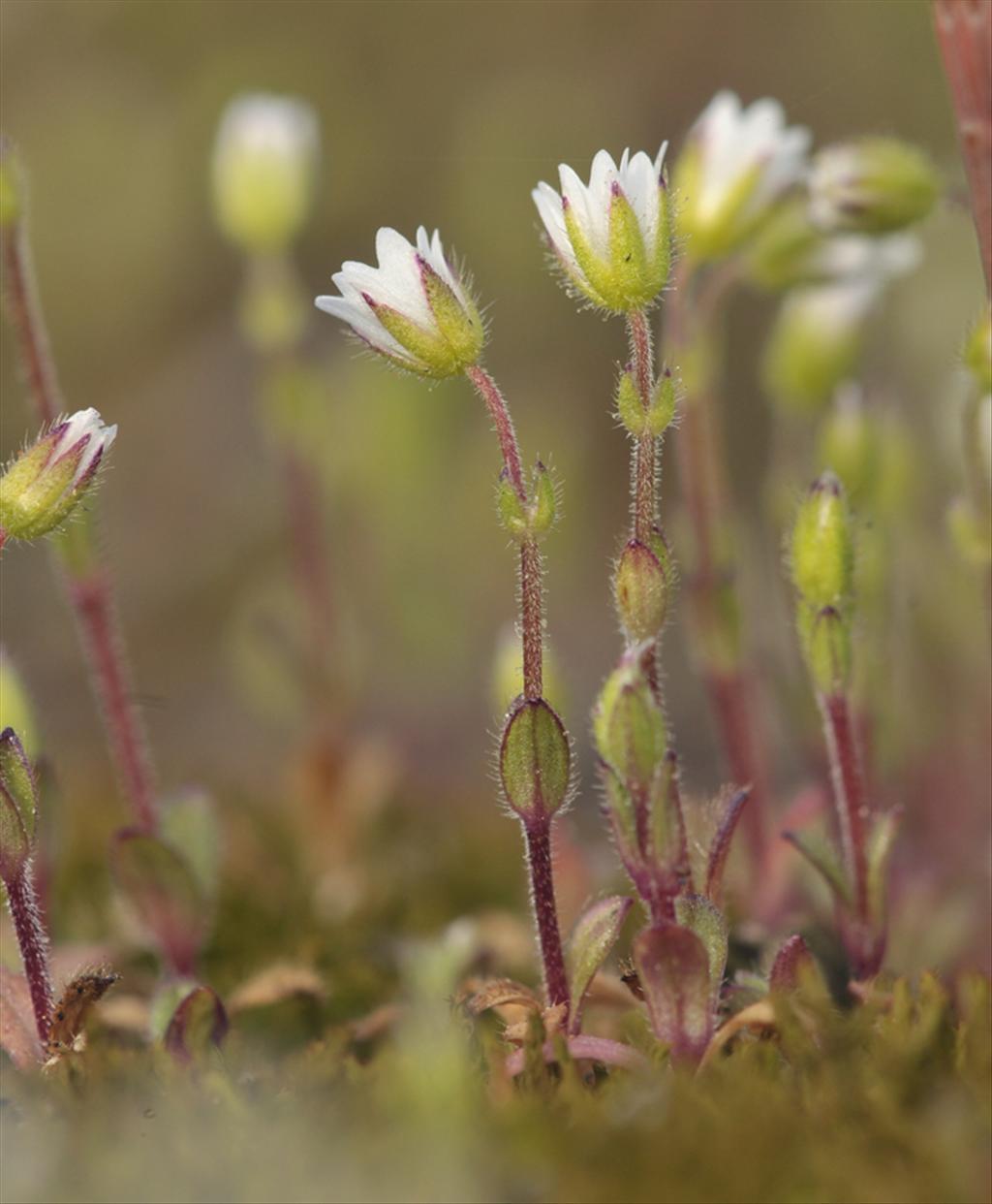 Cerastium pumilum/glutinosum (door Theo Muusse)