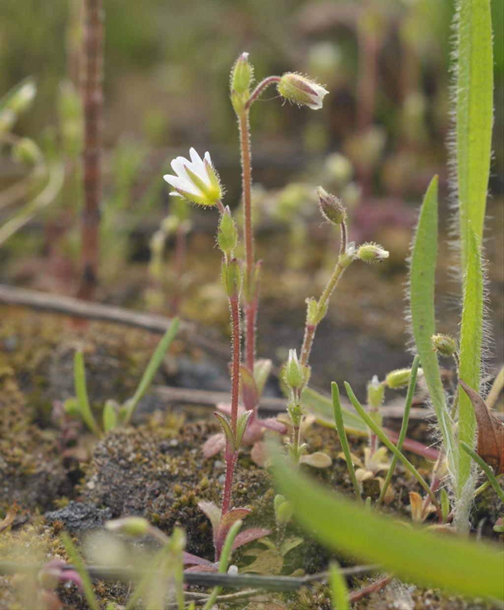 Cerastium pumilum (door Theo Muusse)