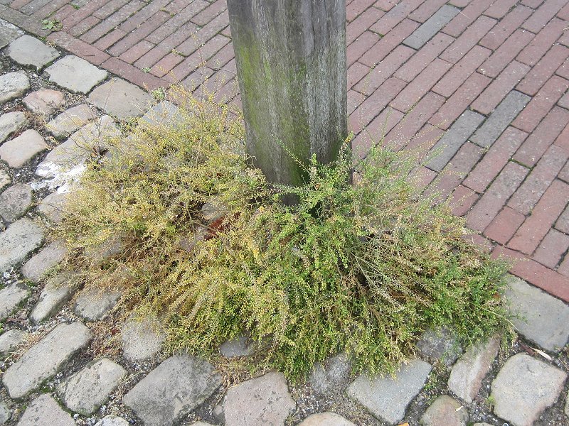 Lepidium ruderale (door Grada Menting)