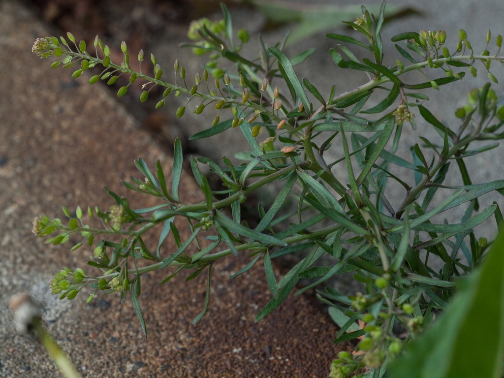 Lepidium ruderale (door Peter Hegi)