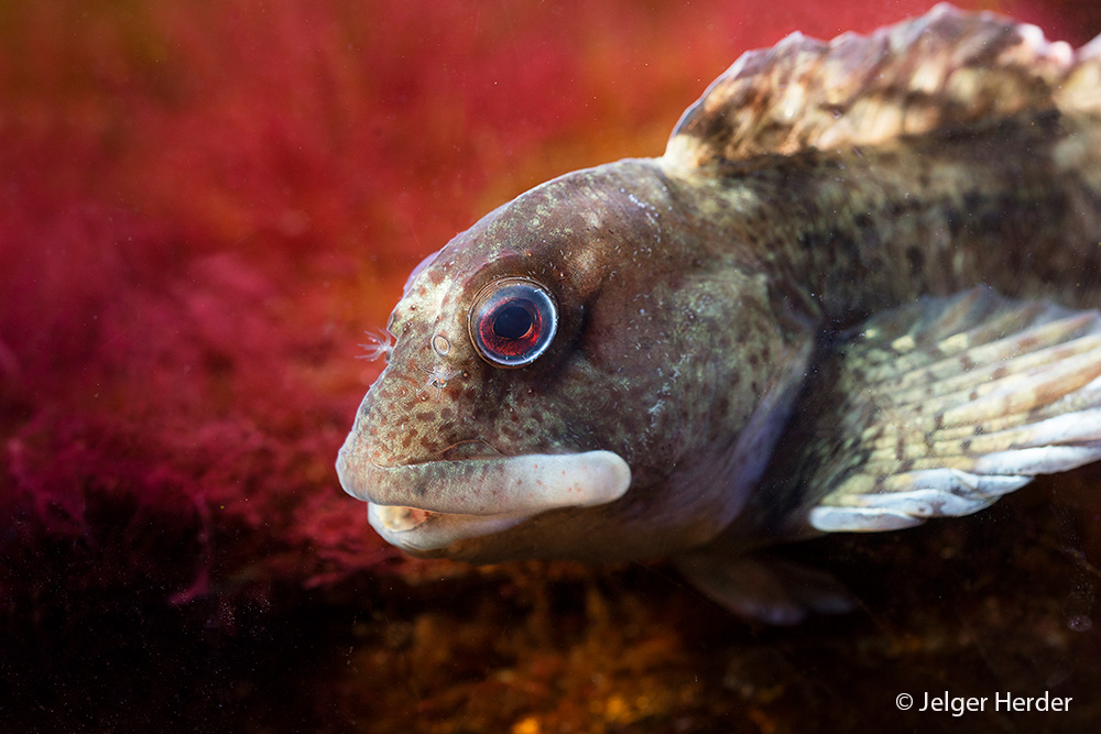 Lipophrys pholis (door Jelger Herder)