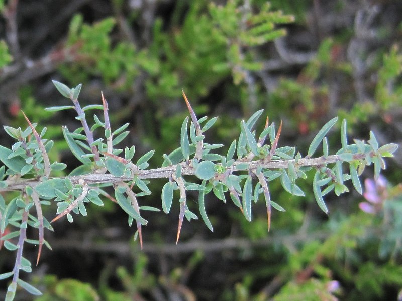 Genista anglica (door Grada Menting)