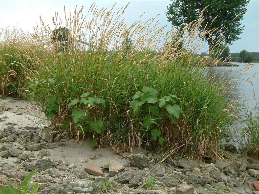 Phalaris arundinacea (door Dick Kerkhof)