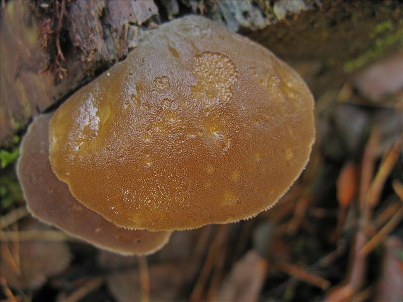 Pseudohydnum gelatinosum (door Hannie Wijers)