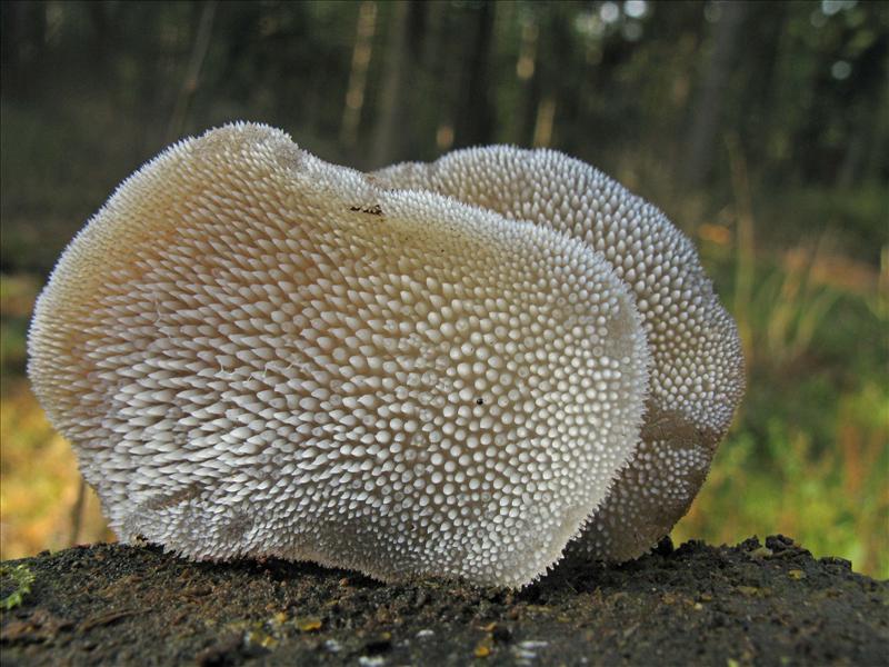 Pseudohydnum gelatinosum (door Hannie Wijers)