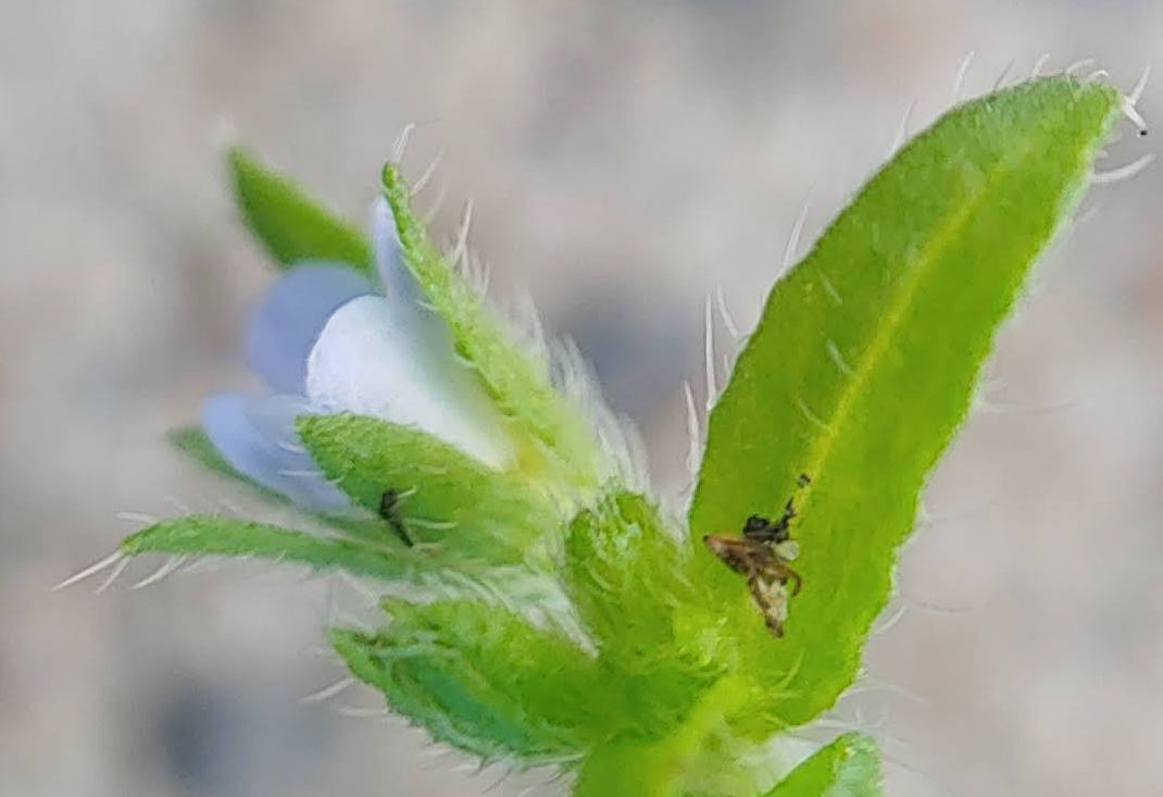 Lappula squarrosa (door Peter Wetzels)