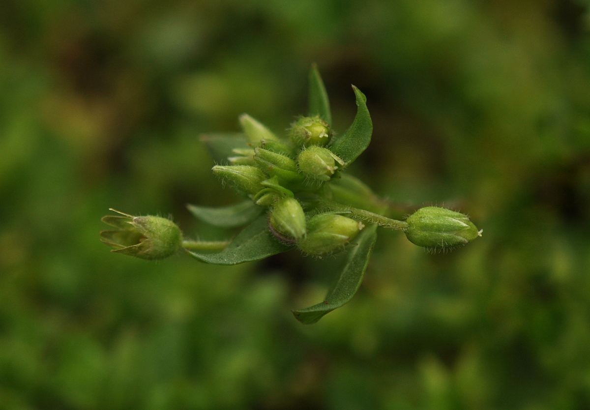 Stellaria apetala (door Willie Riemsma)