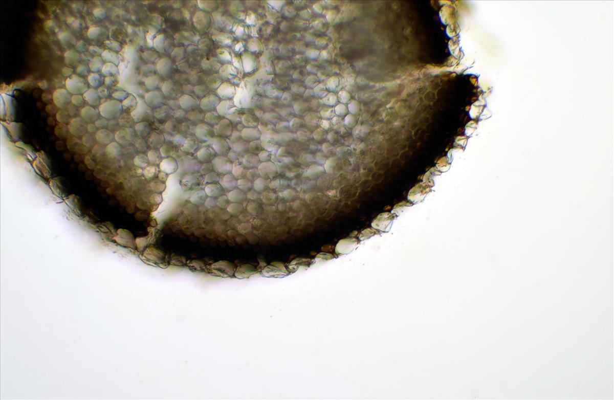 Sphagnum denticulatum var. inundatum (door Rudi Zielman)