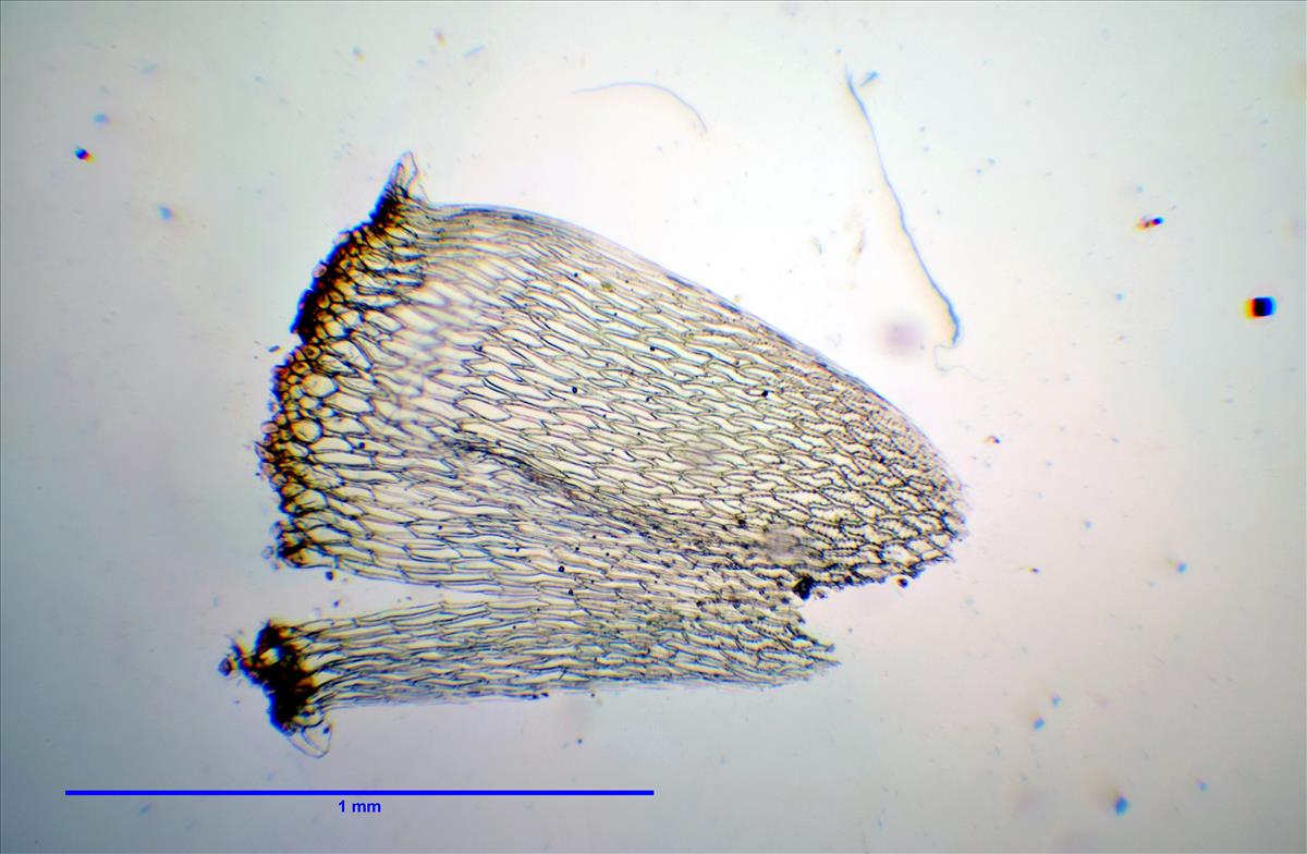 Sphagnum denticulatum var. inundatum (door Rudi Zielman)