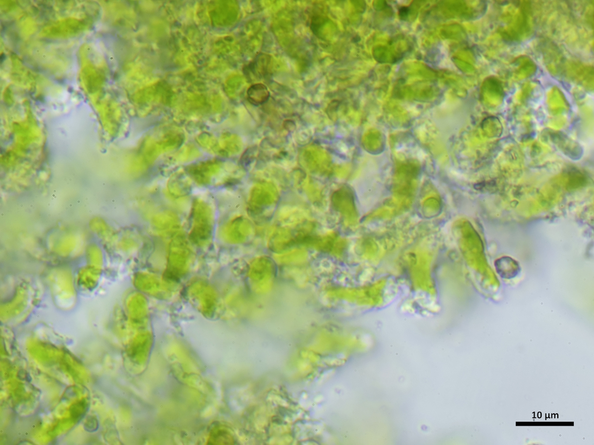 Chaenotheca stemonea (door Henk-Jan van der Kolk)