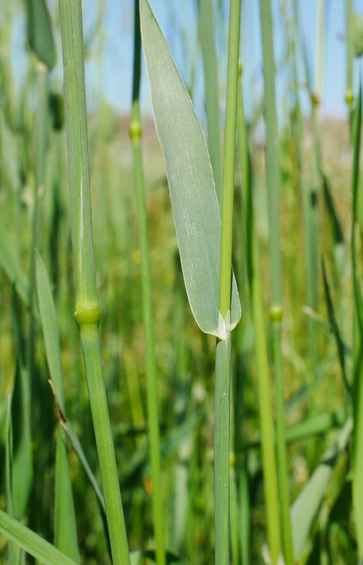 Phleum pratense (door Wim van der Neut)