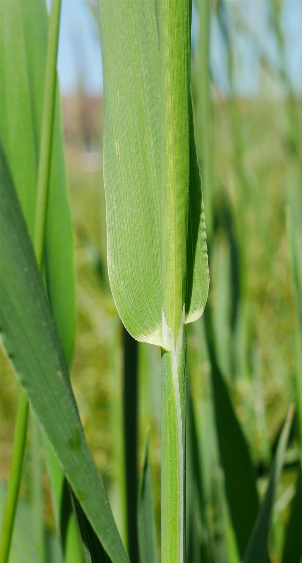 Phleum pratense (door Wim van der Neut)