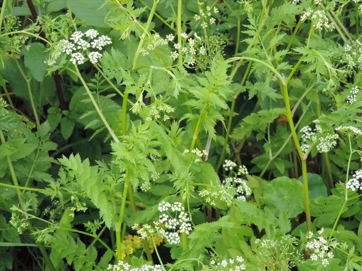 Berula erecta (door Wim van der Neut)