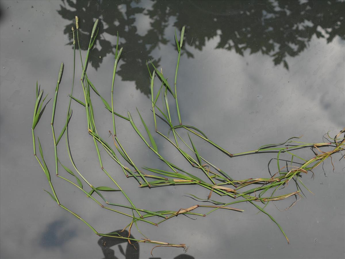 Alopecurus geniculatus (door Wim van der Neut)