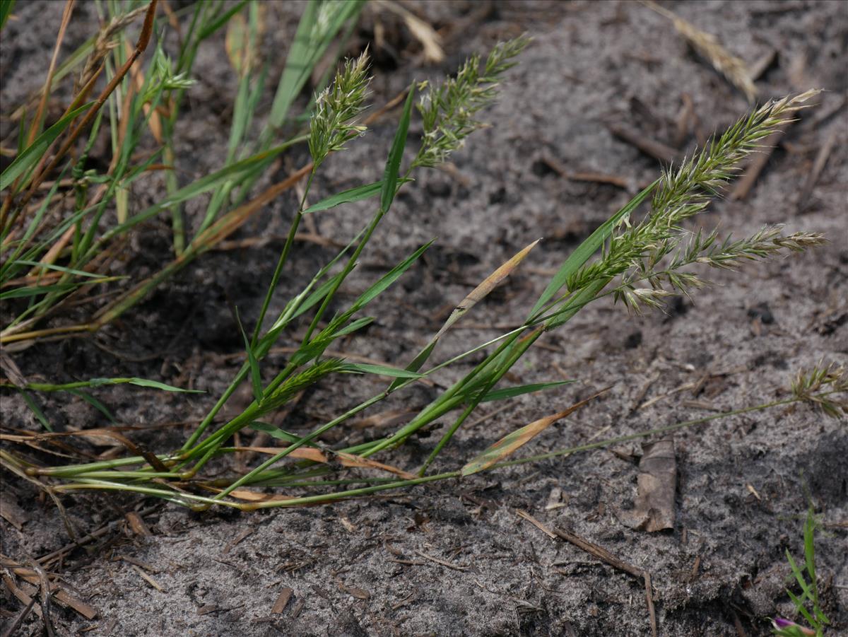 Anthoxanthum aristatum (door Wim van der Neut)