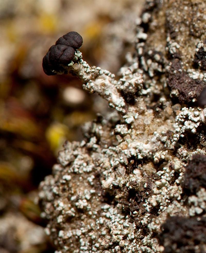 Stereocaulon condensatum (door Christophe Brochard (www.cbrochard.com))