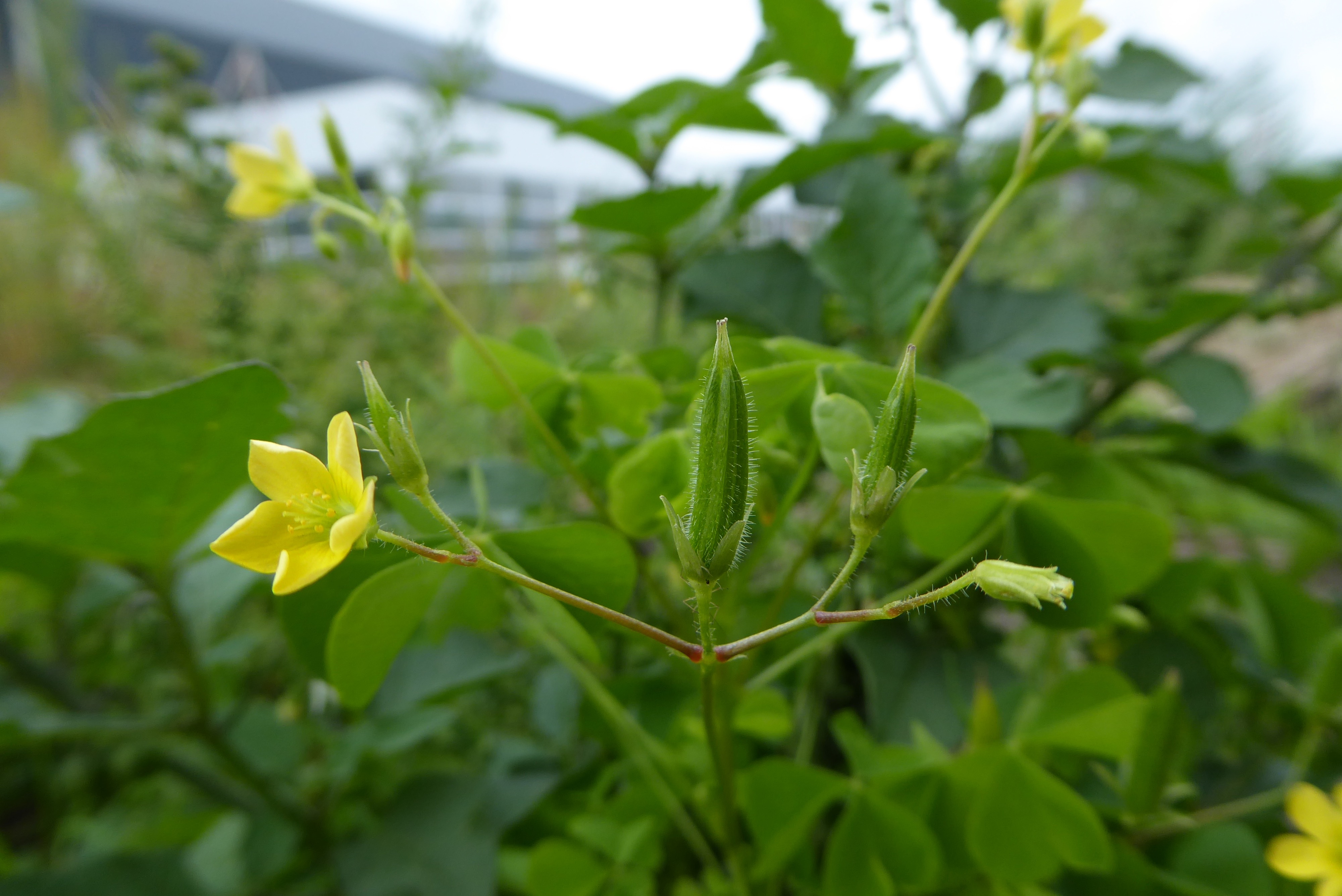 Oxalis stricta (door Koen van Zoest)