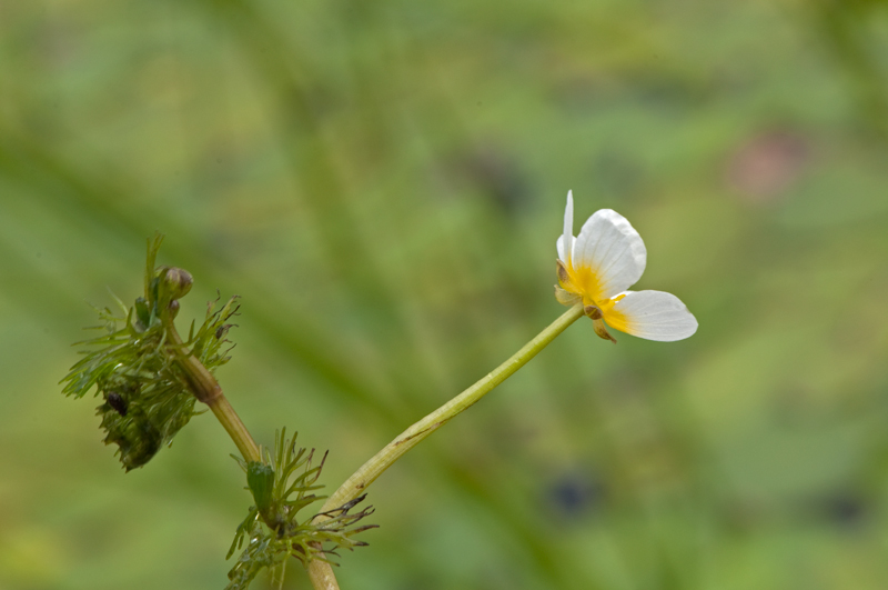 Ranunculus circinatus (door Wijnand van Buuren)