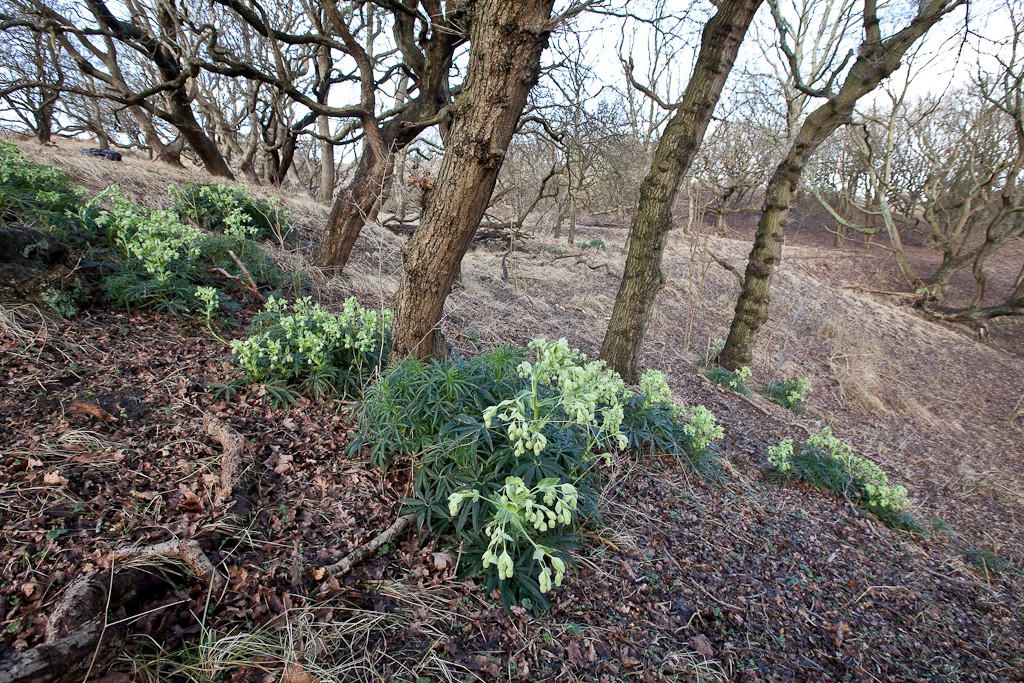 Helleborus foetidus (door Joost Bouwmeester)