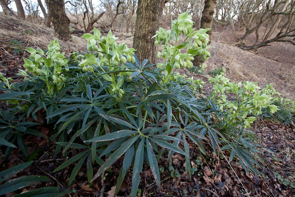 Helleborus foetidus (door Joost Bouwmeester)