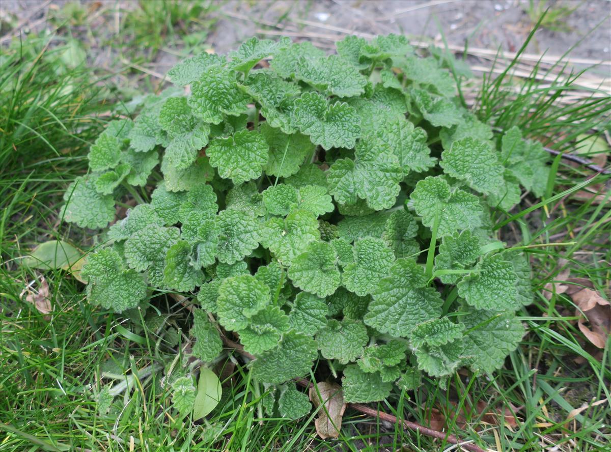 Ballota nigra subsp. meridionalis (door Grada Menting)