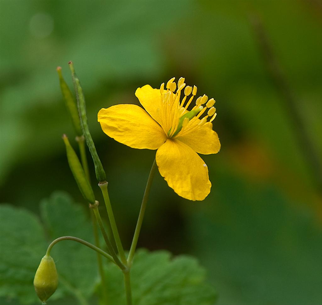 Chelidonium majus (door Wijnand van Buuren)