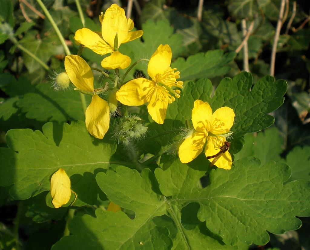 Chelidonium majus (door Bert Verbruggen)