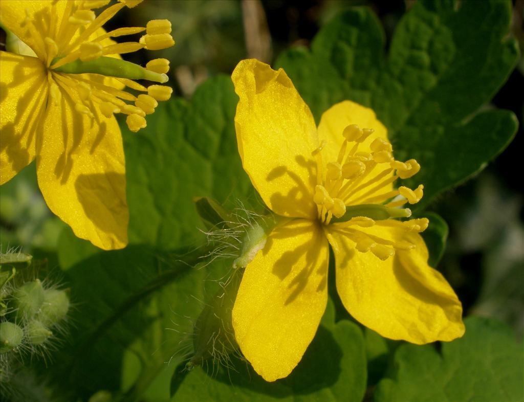 Chelidonium majus (door Bert Verbruggen)