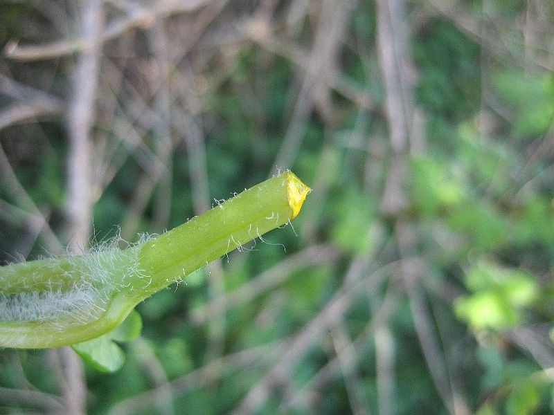 Chelidonium majus (door Grada Menting)