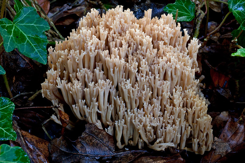 Ramaria spinulosa (door John Breugelmans)