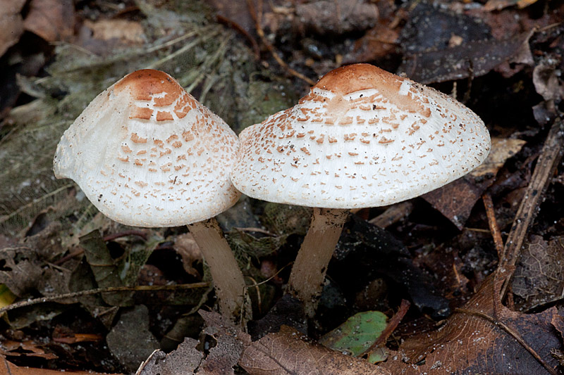 Lepiota cristata (door John Breugelmans)