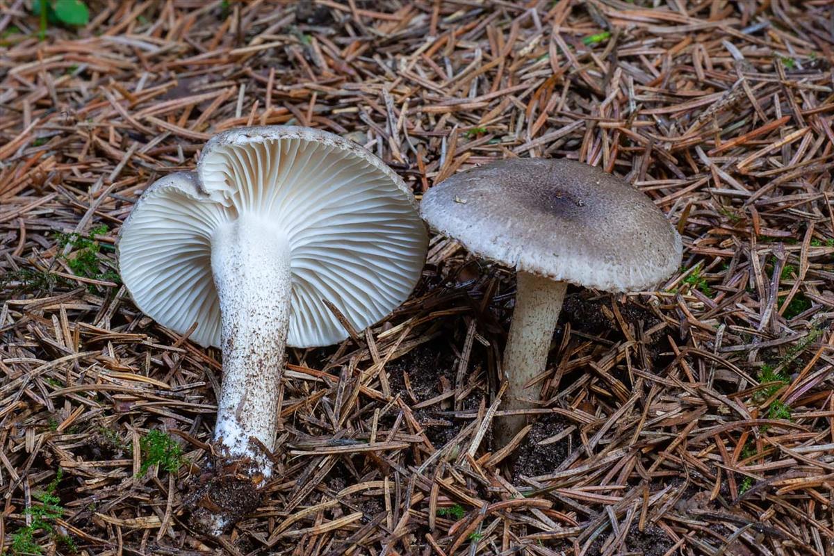 Hygrophorus pustulatus (door John Breugelmans)