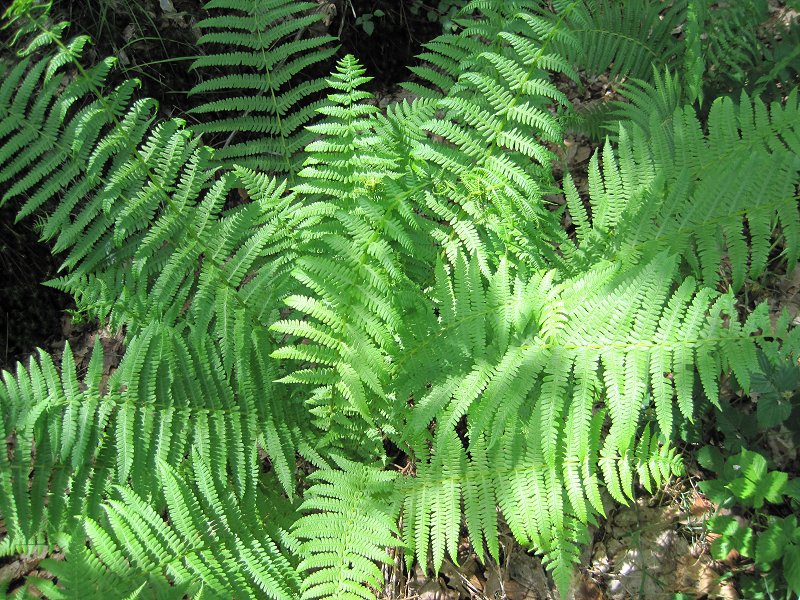 Oreopteris limbosperma (door Grada Menting)