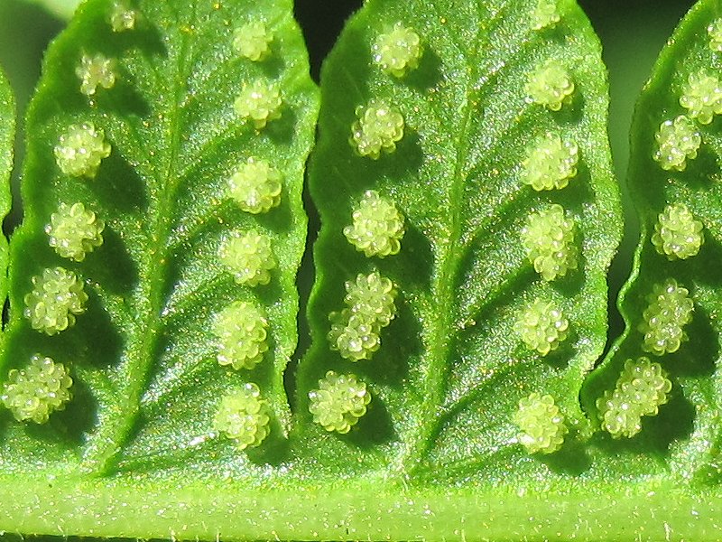 Oreopteris limbosperma (door Grada Menting)