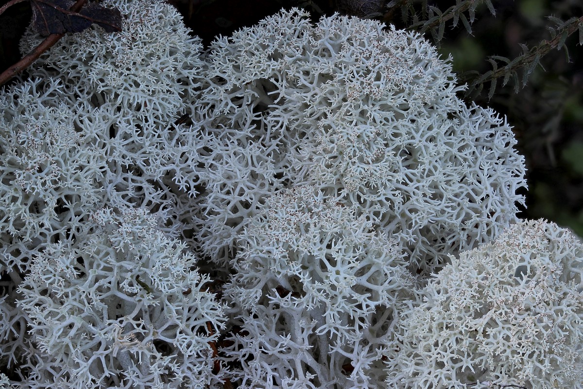 Cladonia stellaris (door Arjan de Groot)