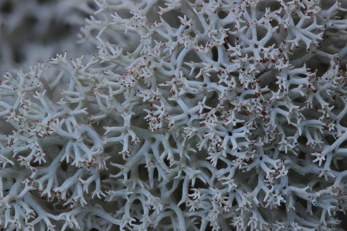 Cladonia stellaris (door Arjan de Groot)