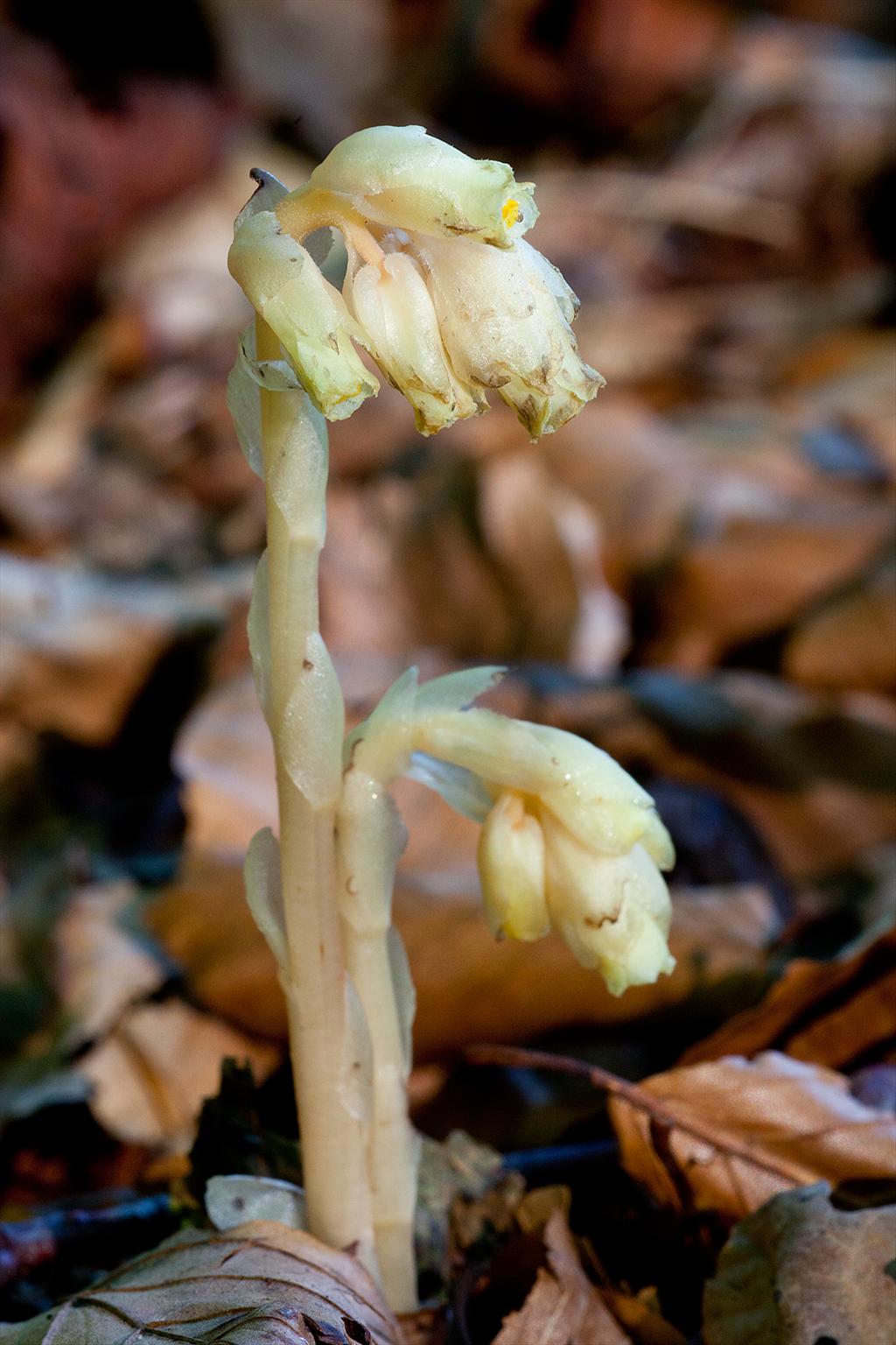 Monotropa hypopitys (door John Breugelmans)