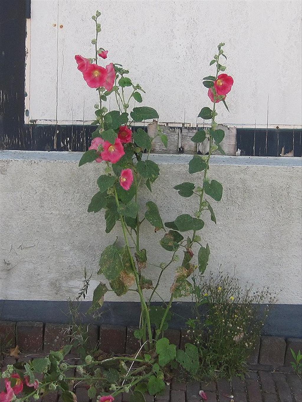 Alcea rosea (door Grada Menting)