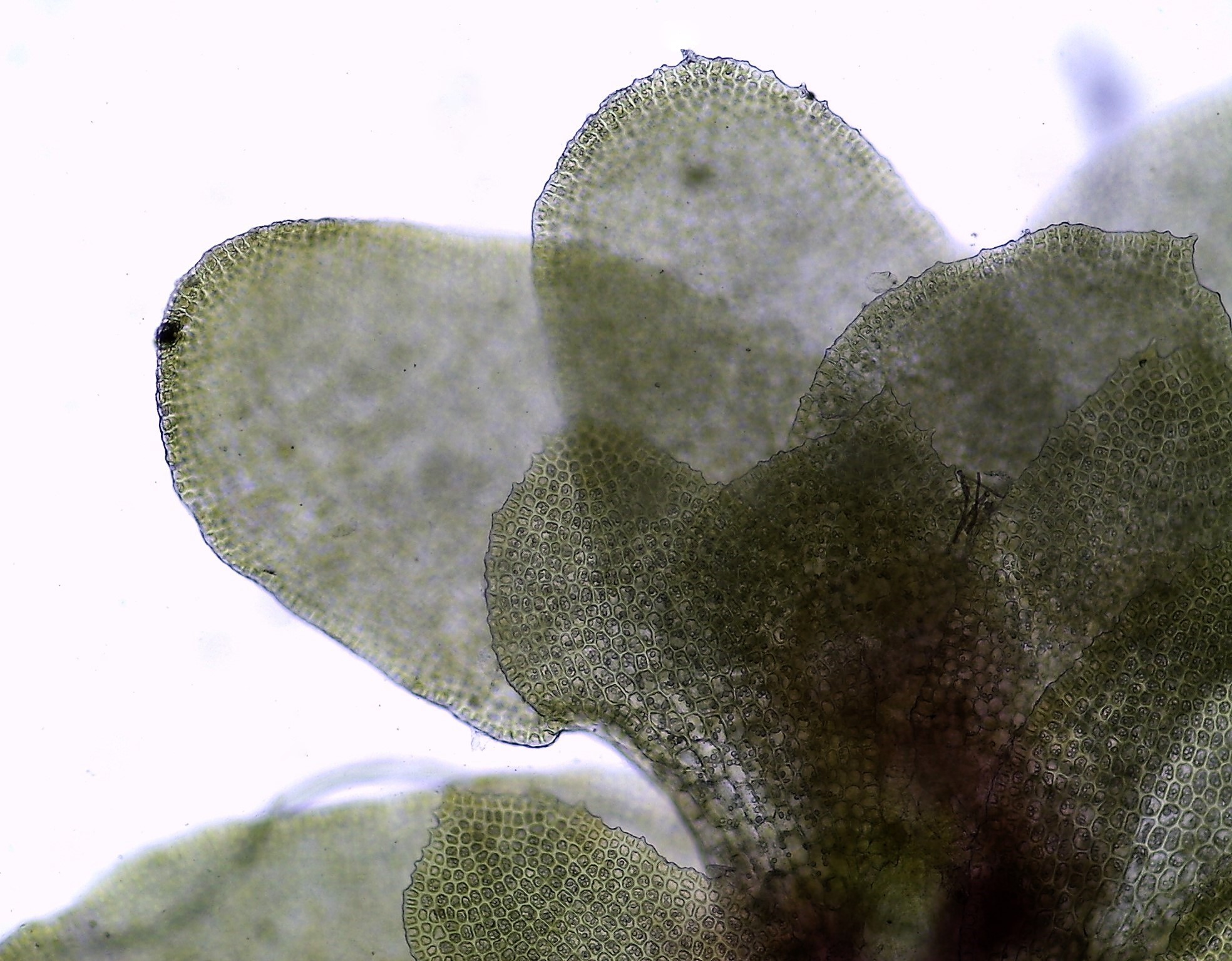 Diplophyllum obtusifolium (door Herma Visscher)