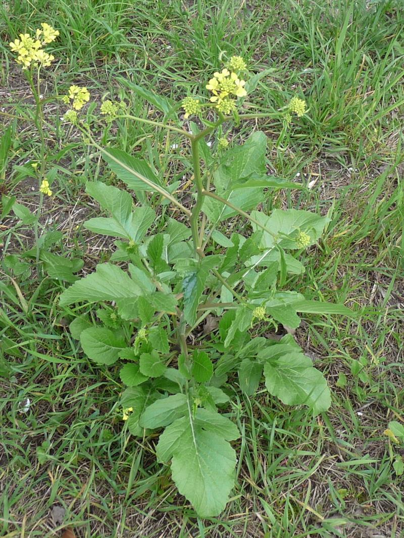 Rapistrum rugosum (door Willemien Troelstra)