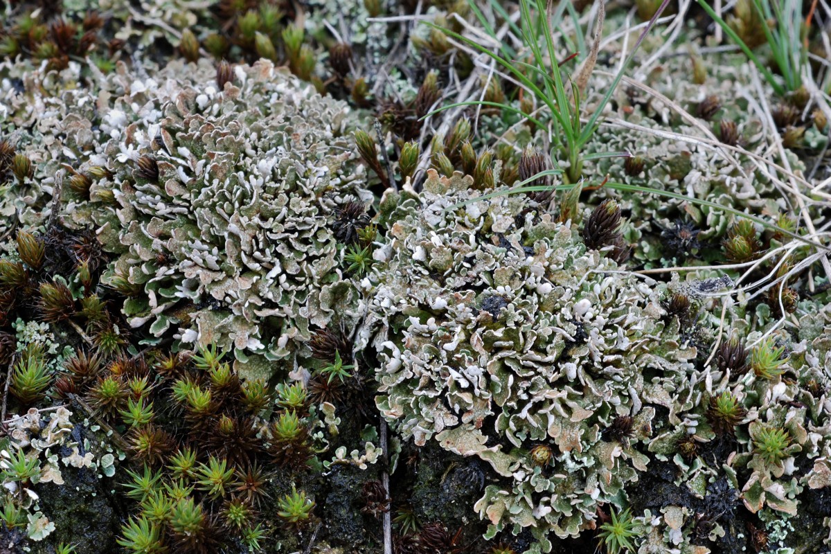 Cladonia strepsilis (door Arjan de Groot)