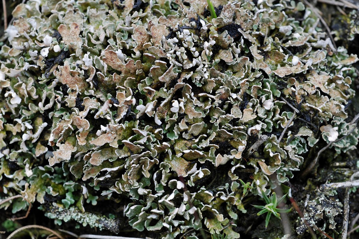 Cladonia strepsilis (door Arjan de Groot)